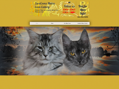 mainecooncatsforsale.com snapshot