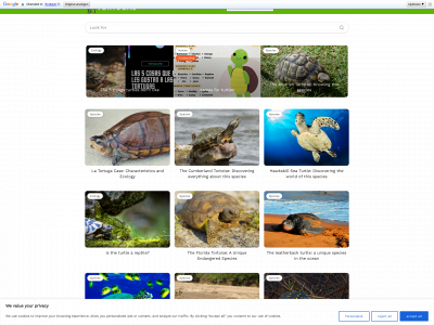 tortugas.pro snapshot
