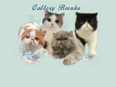 catterybeenka.nl snapshot