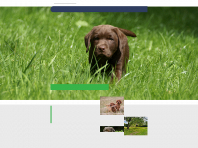 dejachthondenclub.nl snapshot