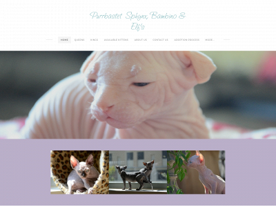 www.purrbastetsphynxandbambinos.com snapshot