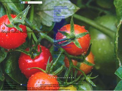 angel-field-heirloom-tomatoes-104818.weebly.com snapshot