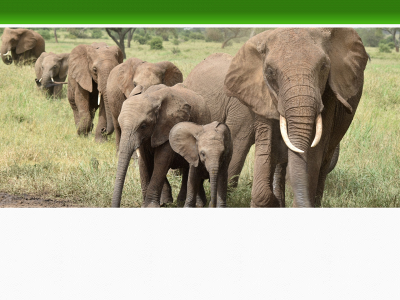 itravelsafari.com snapshot