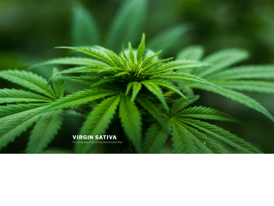 virginsativa.com snapshot