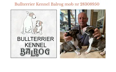 bullterrierkennel-balrog.dk snapshot