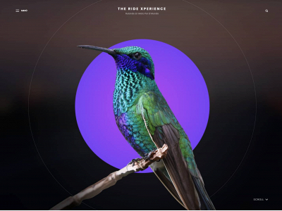 theridexperience.es snapshot