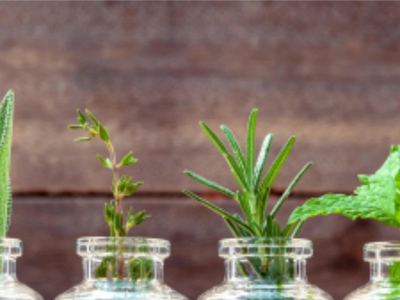 thescentgardenshop.com snapshot