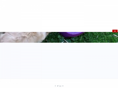 www.cobberdogtherapypuppies.com snapshot