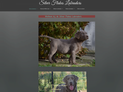 silver-charcoal-labrador.be snapshot