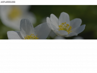 asplunds.org snapshot