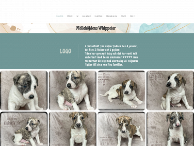 mollehojdens.com snapshot