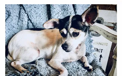 joyfuldoggiedayandnightcarefrisco.com snapshot