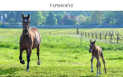 tapshoeve.be snapshot