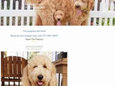 scgoldendoodles.com snapshot