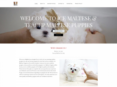 www.maltesepuppies4sale.net snapshot