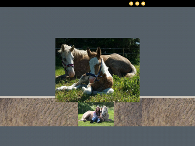 curlyhorses.dk snapshot