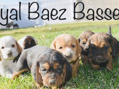 royalbaezbasset.com snapshot