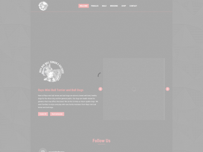 raysminibullterrierbulldogs.com snapshot