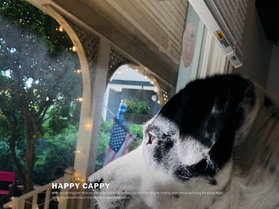 cappythedog.com snapshot