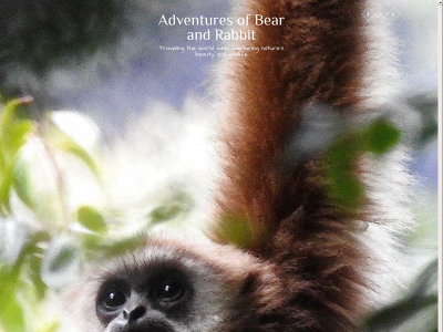 adventuresofbearandrabbit.com snapshot
