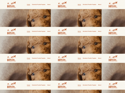 www.standardpoodlesforsale.com snapshot