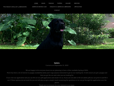 www.thereedsenglishlabradors.com snapshot