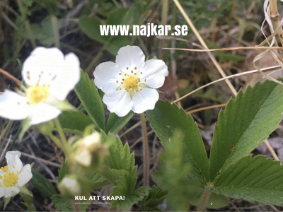 najkar.se snapshot