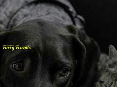 ltfurryfriends.com snapshot