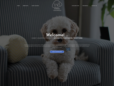 caseycavapoo.com snapshot