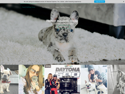 frenchbulldogtexas.com snapshot