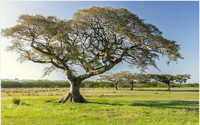 amsterdam-mediation.nl snapshot