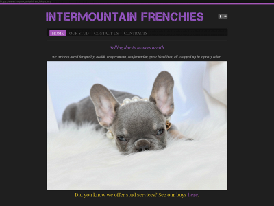 www.intermountainfrenchies.com snapshot