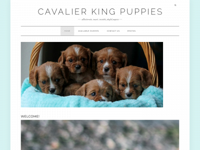 cavalierkingpuppies.com snapshot