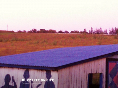 buzzliteonlife.com snapshot