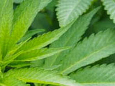 diamonddelightedibles.weebly.com snapshot