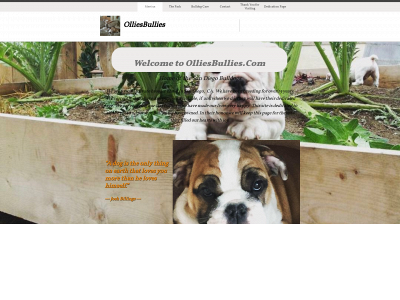 olliesbullies.com snapshot