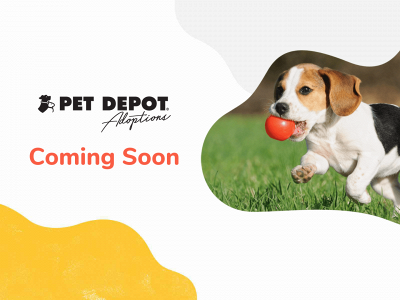 petdepotadoptions.com snapshot