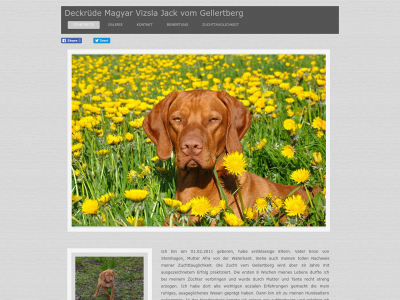 magyar-vizsla-deckruede-jack-sh.de snapshot