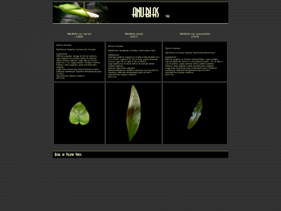 anubias.lt snapshot