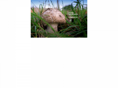 silviarodo.com snapshot