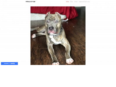 papithepitbull.weebly.com snapshot