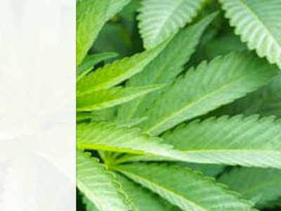 somoscannabis.es snapshot