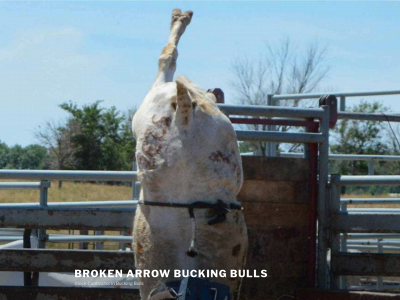 brokenarrowlivestockllc.com snapshot