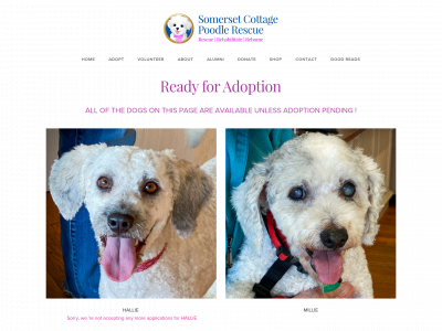 www.somersetcottagepoodlerescue.org snapshot